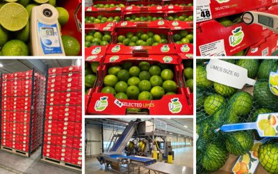 Easyfresh Netherlands Expands Perishable Logistics with New Lime Packing Operation