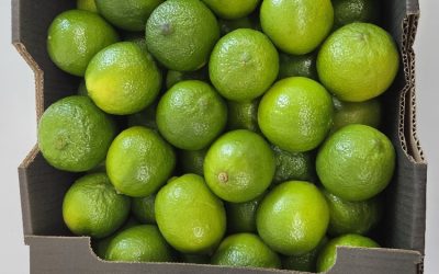 Easyfresh Países Bajos confirma su liderazgo en el mercado de importaciones de limas brasileñas para 2026